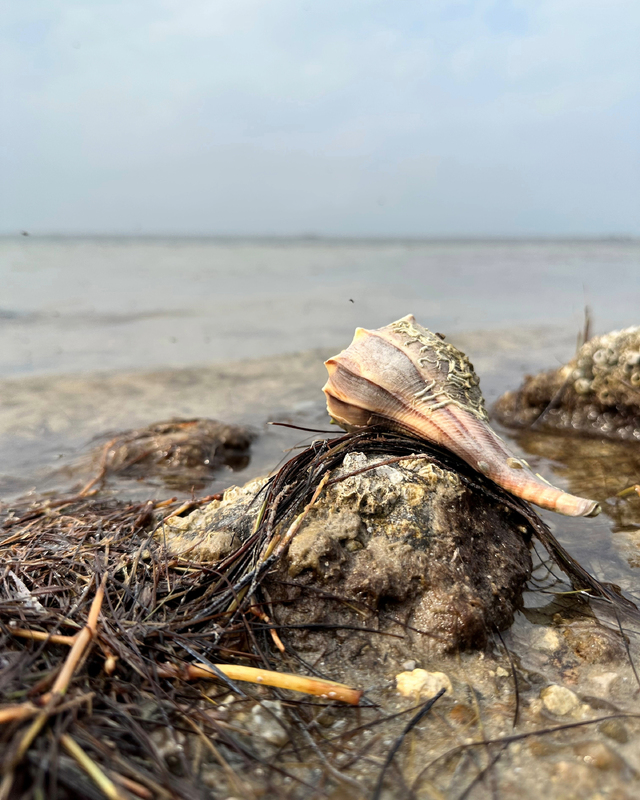 A close-up of a seashell on a rocky shoreline, surrounded by seaweed and shallow water, with a cloudy sky in the background.