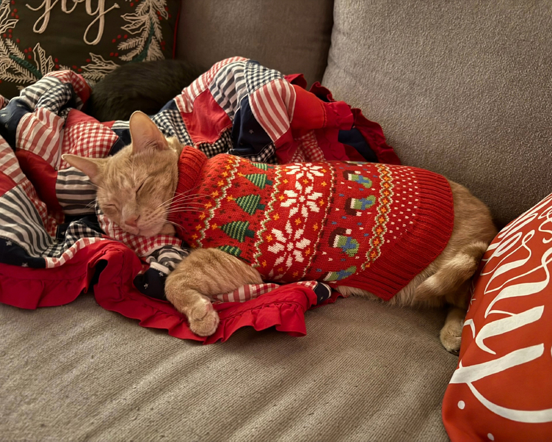 A sleeping orange tabby cat in a red holiday sweater rests on a plaid blanket on a couch, with a decorative "Joy" pillow in the background.