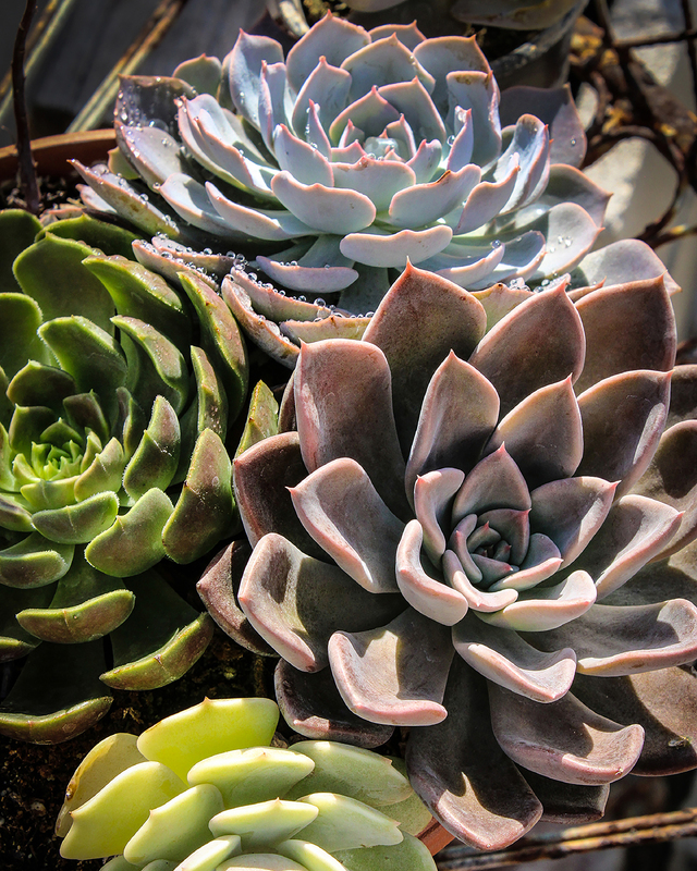 A close-up of several succulents in varying shades of green, grey, and pink, with glistening water droplets on the leaves.