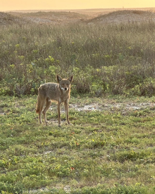 A coyote stands in a grassy field at sunset, with a warm glow illuminating its grayish-brown fur.