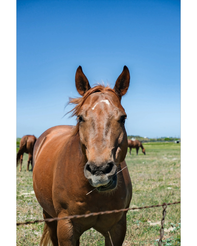 A close-up of a brown horse with a white mark on its forehead, nibbling on straw, with other horses grazing in a green field under a blue sky.