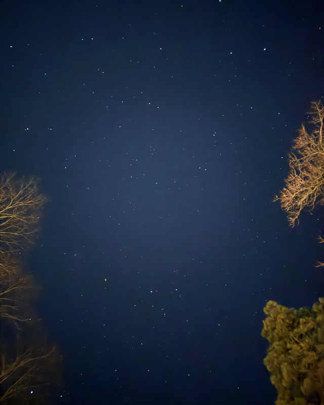 A clear night sky filled with stars, framed by silhouettes of trees at the bottom.