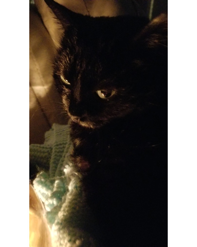 Close-up of a black cat with green eyes resting on a light blue knitted blanket in a softly lit environment.