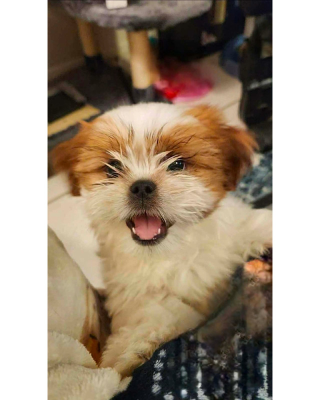 A small, fluffy puppy with a white and light brown coat is smiling at the camera, showcasing its bright eyes and playful expression.