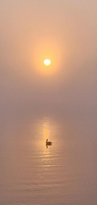 Artist: Dominic Burch. 22 by 10-inch framed photograph. The image includes a pelican floating in a body of calm water. The sun is directly above the bird and the sunlight is reflected on the water.