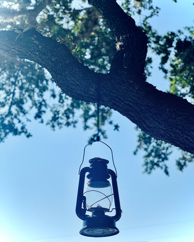 A lantern is hanging from a tree branch. The view is from beside and a little below the lantern with the blue sky and sunlight visible through the tree.