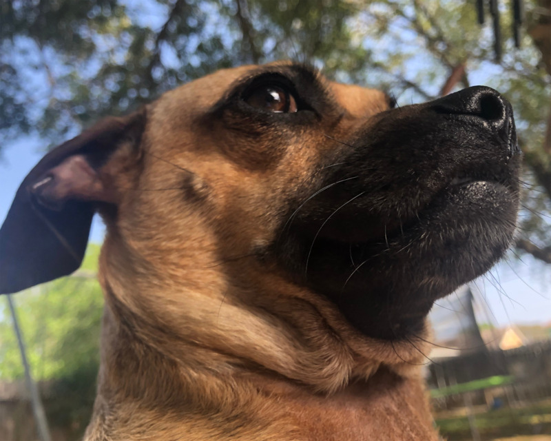 color photograph close-up of a small dog outside