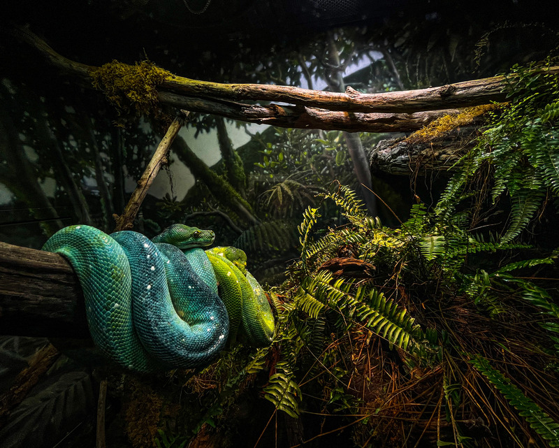 Two snakes draped over a log. One snake is blue green, the other is bright yellowish green. The log comes from the left and leads to a background of ferns and moss with other branches and rocks.