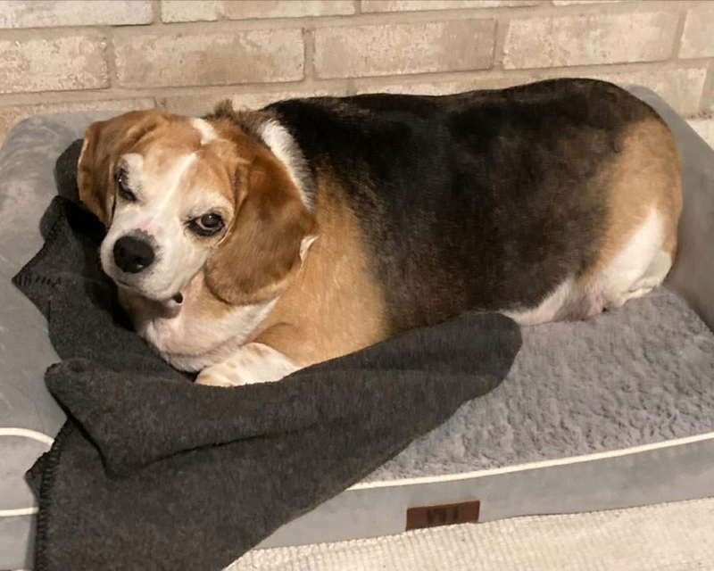 A dog rests on a soft gray pet bed, partially covered by a dark gray blanket, against a textured brick wall.