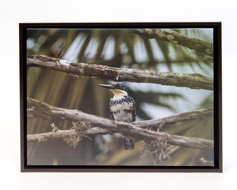 Close up image of bird on branch.