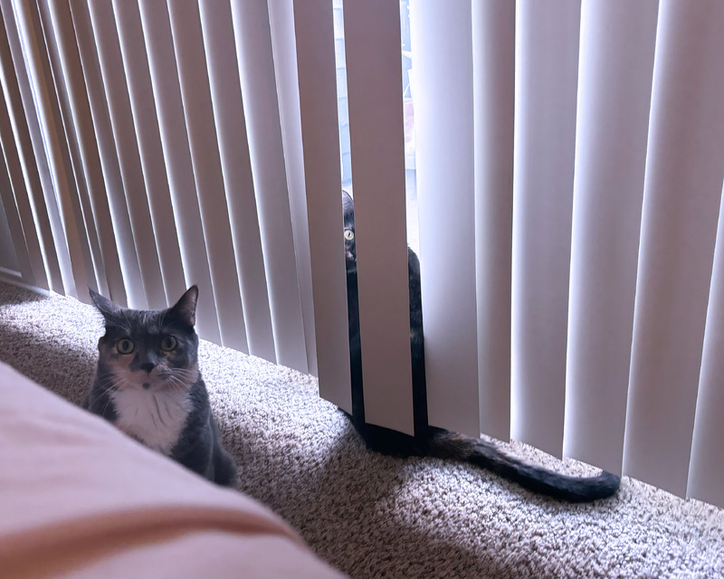 A gray and white cat sits on beige carpet, looking at the camera, while a dark cat peeks through a gap in white vertical blinds behind it.
