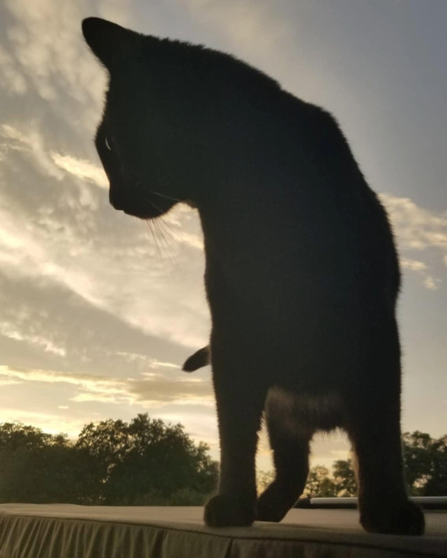 Silhouette of a cat, standing on a cloth covered surface, outside. The cat is facing the viewer, but looking off to the viewer's left. Trees can be seen along the horizon and the sun is brightly reflected in light clouds.