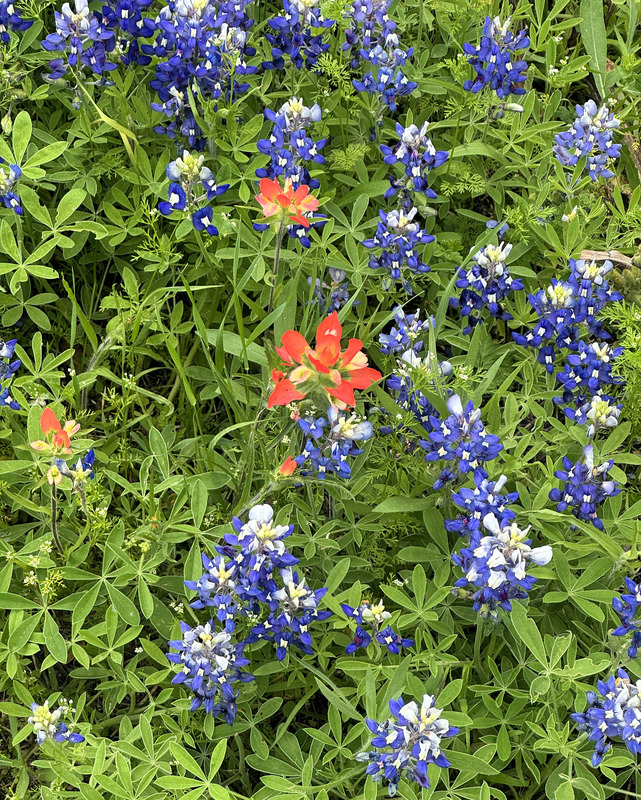 Three coral flowers are scattered among a number of blue blooms. Leaves, grass, and other green plants fill the frame between the flowers.