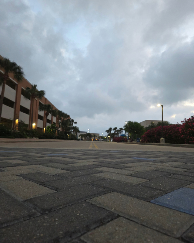 Low-angle view of a patterned brick walkway with palm trees and flowering shrubs, under an overcast sky.