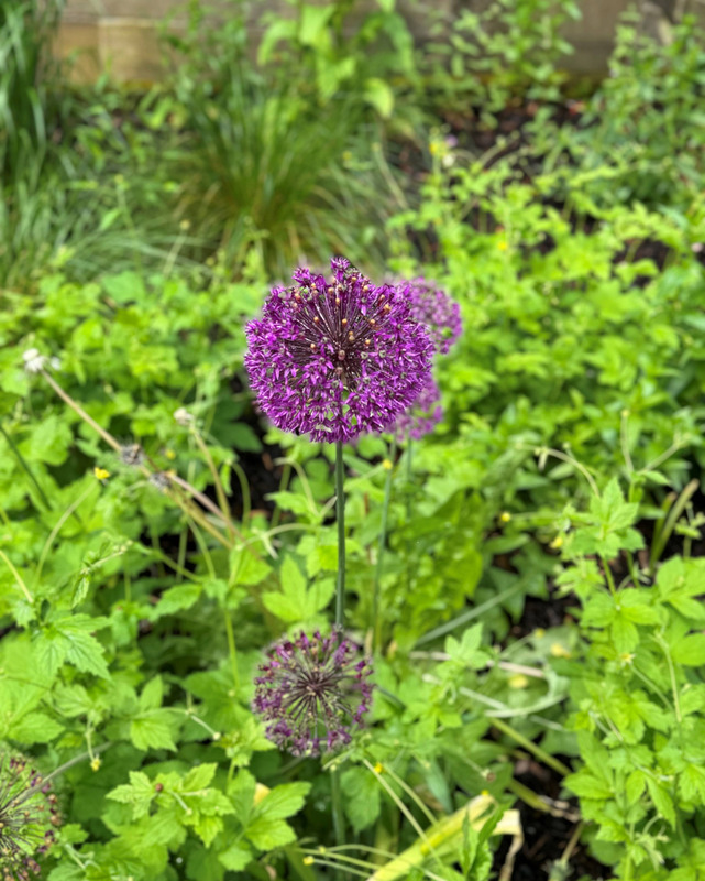 Four purple blooms on long stalks emerge from green grass and leaves. Two of the blooms are visible from behind a third large bloom in the center of the image. A smaller bloom is lower in the frame, directly beneath the others.