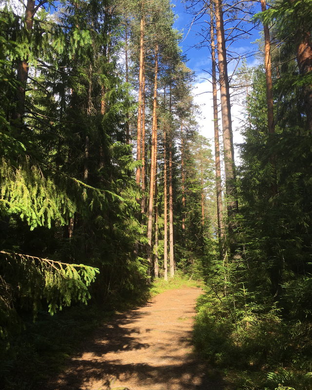 color photograph of sunlight on a deeply wooded path