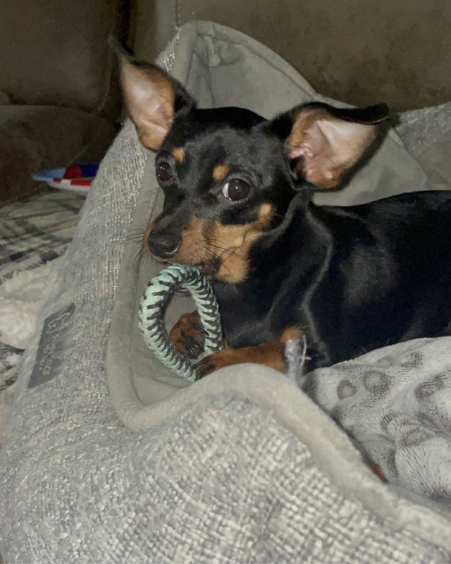 A small black dog rests on a gray blanket, holding a green ring toy in its mouth