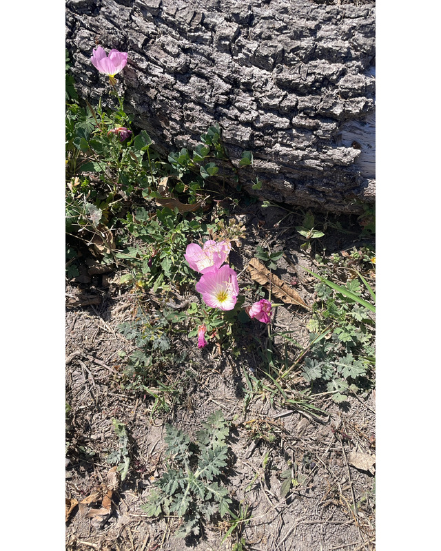 Close-up of pink wildflowers growing near a textured tree stump, with green leaves and dirt in the background.