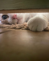 A white and tan cat peers under a wooden barrier The cat's right eye, nose, and mouth are visible and a single paw reaches under the opening. The cat is resting on a fuzzy tan rug on the other side of the gap. A light brown tile floor fills the foreground of the image.