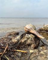 A close-up of a seashell on a rocky shoreline, surrounded by seaweed and shallow water, with a cloudy sky in the background.