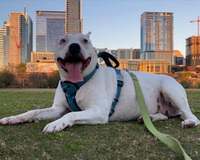 A white dog in a teal harness lying on grass with a city skyline in the background.