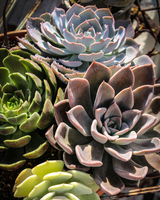A close-up of several succulents in varying shades of green, grey, and pink, with glistening water droplets on the leaves.