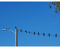 A wooden utility pole with several dark birds perched on it and a wire, set against a bright blue sky.