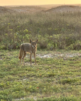 A coyote stands in a grassy field at sunset, with a warm glow illuminating its grayish-brown fur.