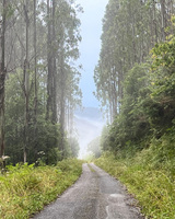 A lightly paved road disappears into the horizon. The roadway is lined with grass, flowers, and tall trees. The road changes in elevation and there is a dip and rise visible in the distance. The path ahead is obscured by moisture in the air.