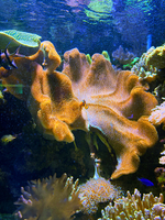 A colorful image of an underwater scene with coral, anemones, and fish. The center of the image includes a clown fish and the underside of the water's surface is visible at the top of the image.
