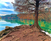 A large bare tree emerges from a still body of water at the edge of a rooted, stony outcrop. The far shoreline is covered in trees, with the a few buildings visible. The trees are beginning to show autumn colors. The cloudy blue sky and trees are reflected in the water's surface. A figure can be seen reclining against the base of the tree. The figure has a kerchief on their head.