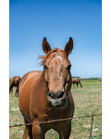 A close-up of a brown horse with a white mark on its forehead, nibbling on straw, with other horses grazing in a green field under a blue sky.