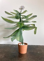 Artist: Jennifer Arnold. 32 by 24 by 24-inch Canvas peels, wood, wire, floral tape and rocks crafted into a potted plumeria plant.
