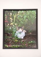 A cat narrowing it's eyes at the photographer. 