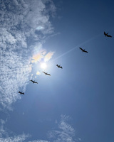 Birds flying in formation against a sunny, partly cloudy blue sky.