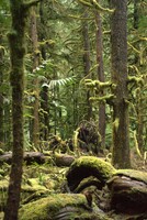 A forest with trees covered in thick green moss.
