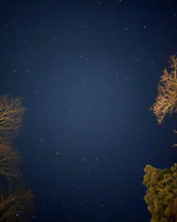 A clear night sky filled with stars, framed by silhouettes of trees at the bottom.