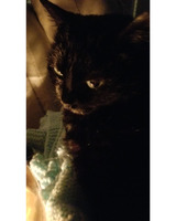 Close-up of a black cat with green eyes resting on a light blue knitted blanket in a softly lit environment.