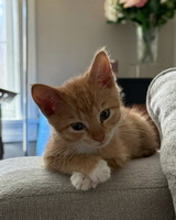 An orange tabby kitten with white paws resting on a gray couch.