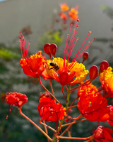 Close-up of bright red and yellow flowers with a bee perched on a petal.