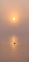 Artist: Dominic Burch. 22 by 10-inch framed photograph. The image includes a pelican floating in a body of calm water. The sun is directly above the bird and the sunlight is reflected on the water.