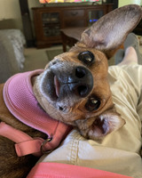 color photograph of a small dog leaning back, one ear raised