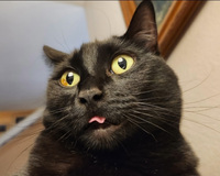Close-up of a black cat with yellow eyes and its tongue sticking out.