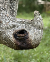 Close-up of a tree branch with a knot resembling a rhinoceros's head and eye.