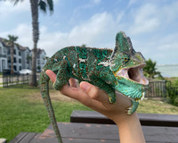 A green reptile with white, black, and yellow markings rests in an upraised hand. The reptile's mouth is open wide and appears to be looking at the viewer. The picture is taken out of doors and the background includes a wooden surface, palm trees, lawn, fences, buildings, cars and a blue clouded sky.