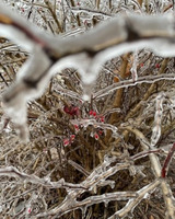 A view inside an ice covered thicket. Thorny branches frame the center of the image, surrounding frozen red seeds or berries.