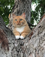 A ginger and white cat sits perched in the neck of a tree. The cat is settled in between three trunks with leave visible behind. The cat's paws have white markings and are placed together in front of the cat.