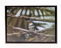 Close up image of bird on branch.