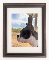 Image of a dogs face in profile. 