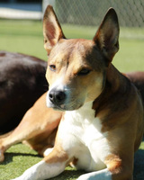A brown and white dog lying on grass with pointed ears.